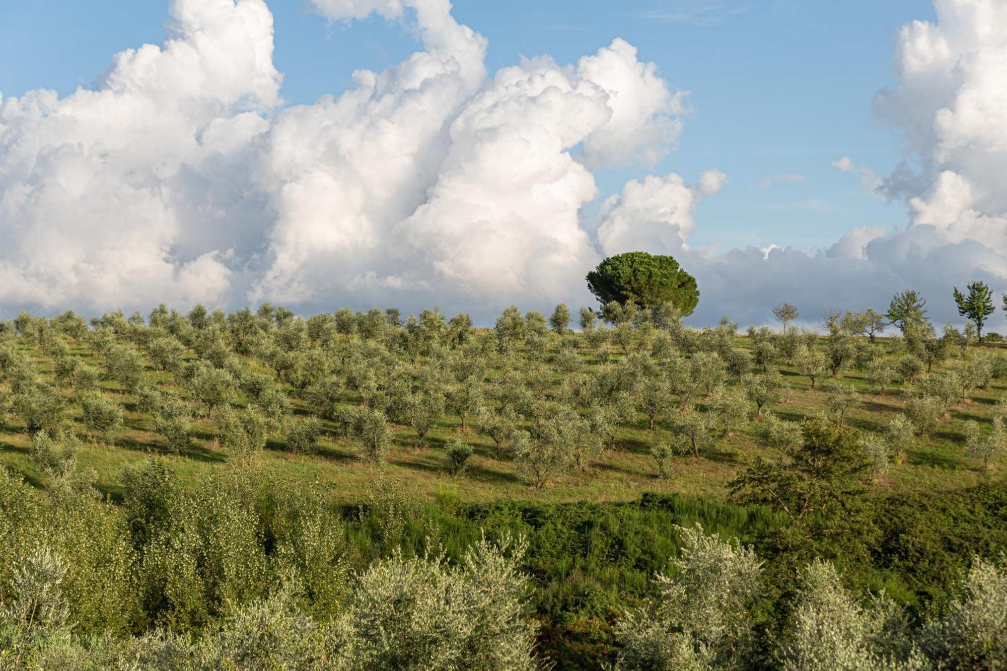 Agriturismo Cornieto Monteleone dʼOrvieto Exteriér fotografie